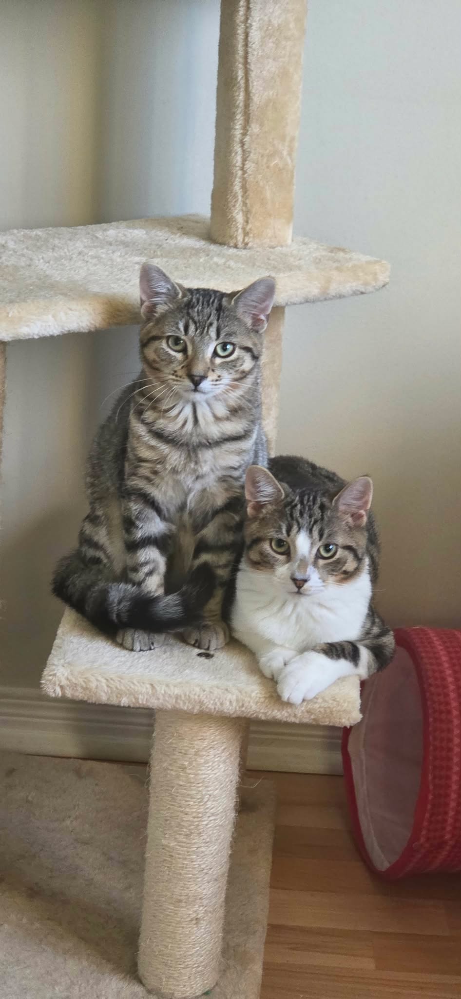 Greyson, a darker tabby, and his brother Clover, a brown-and-white tabby, on a cat tree