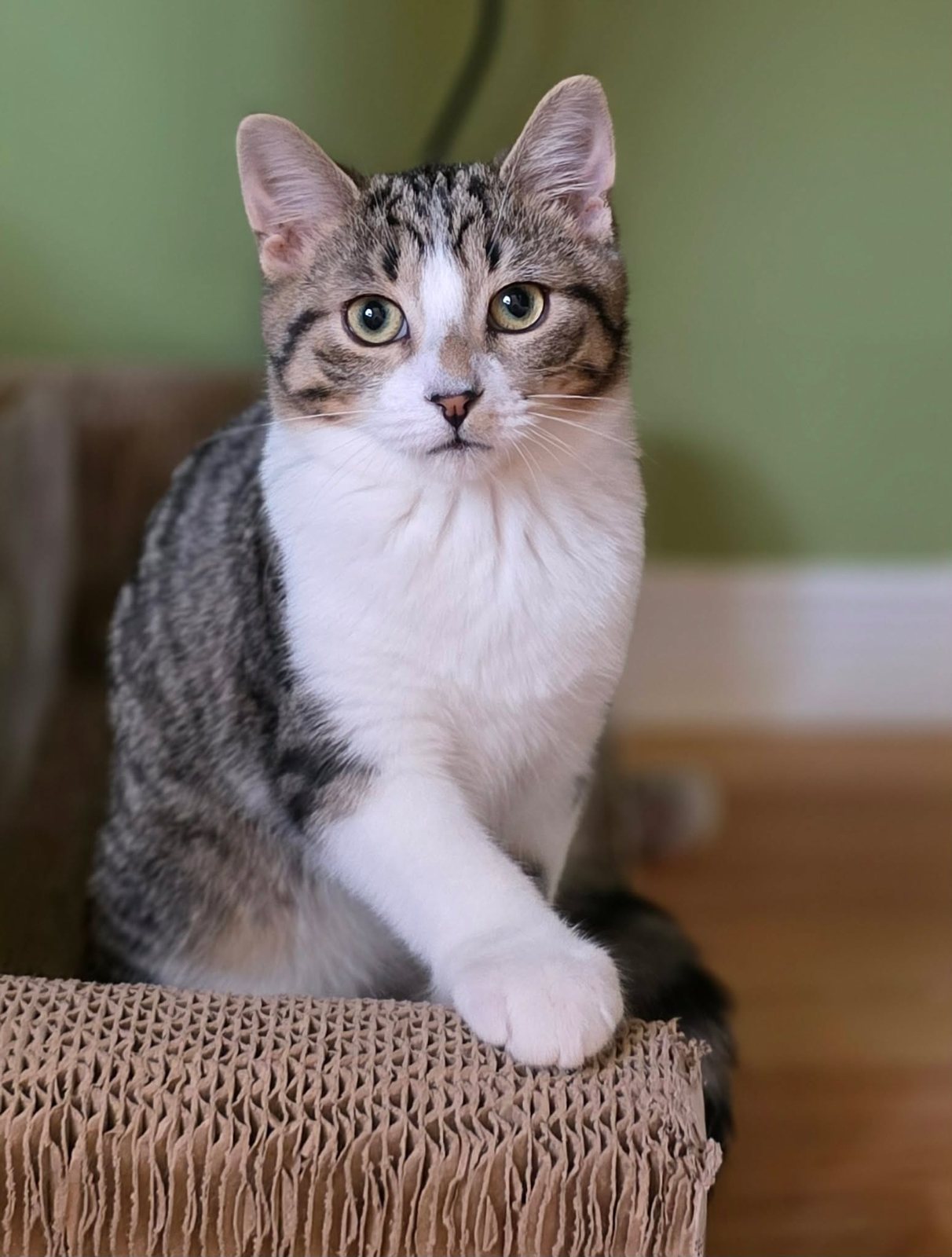 Clover, a brown-and-white tabby kitten
