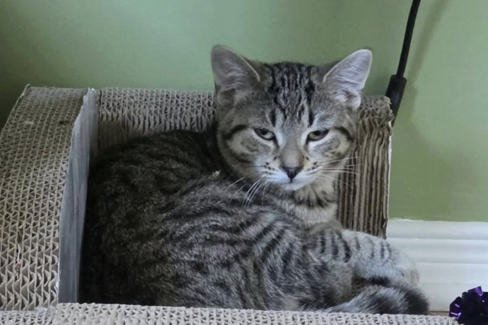 Greyson, a darker tabby kitten, resting in a scratcher bed