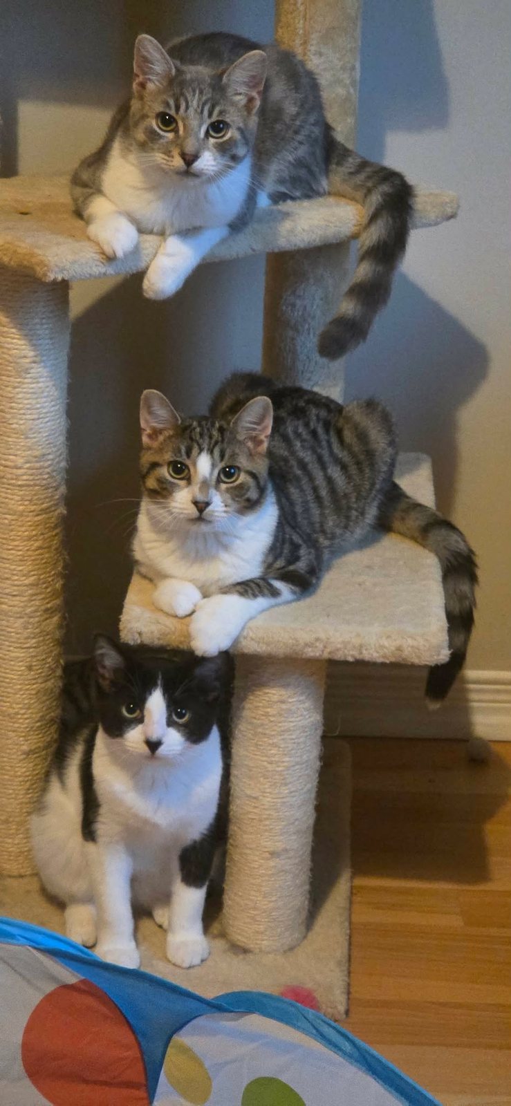 With his kitten friends: Maverick, Clover and Patches (bottom)