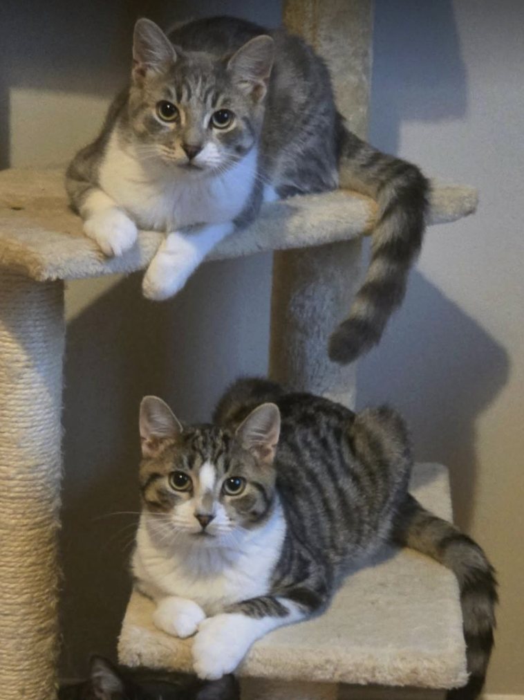 Clover (bottom) with Maverick