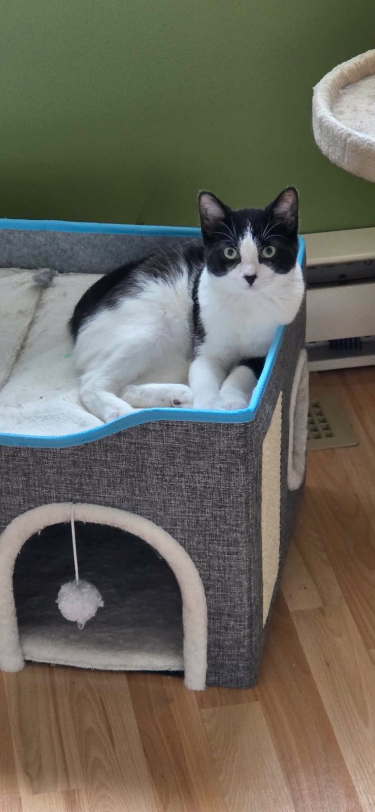 Patches in the box bed