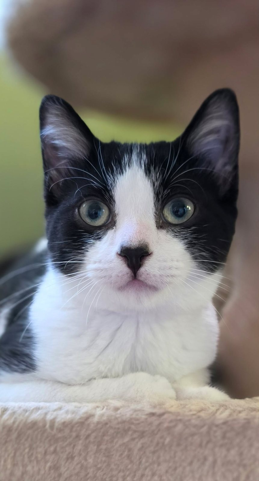 Patches, a black-and-white kitten, in close-up