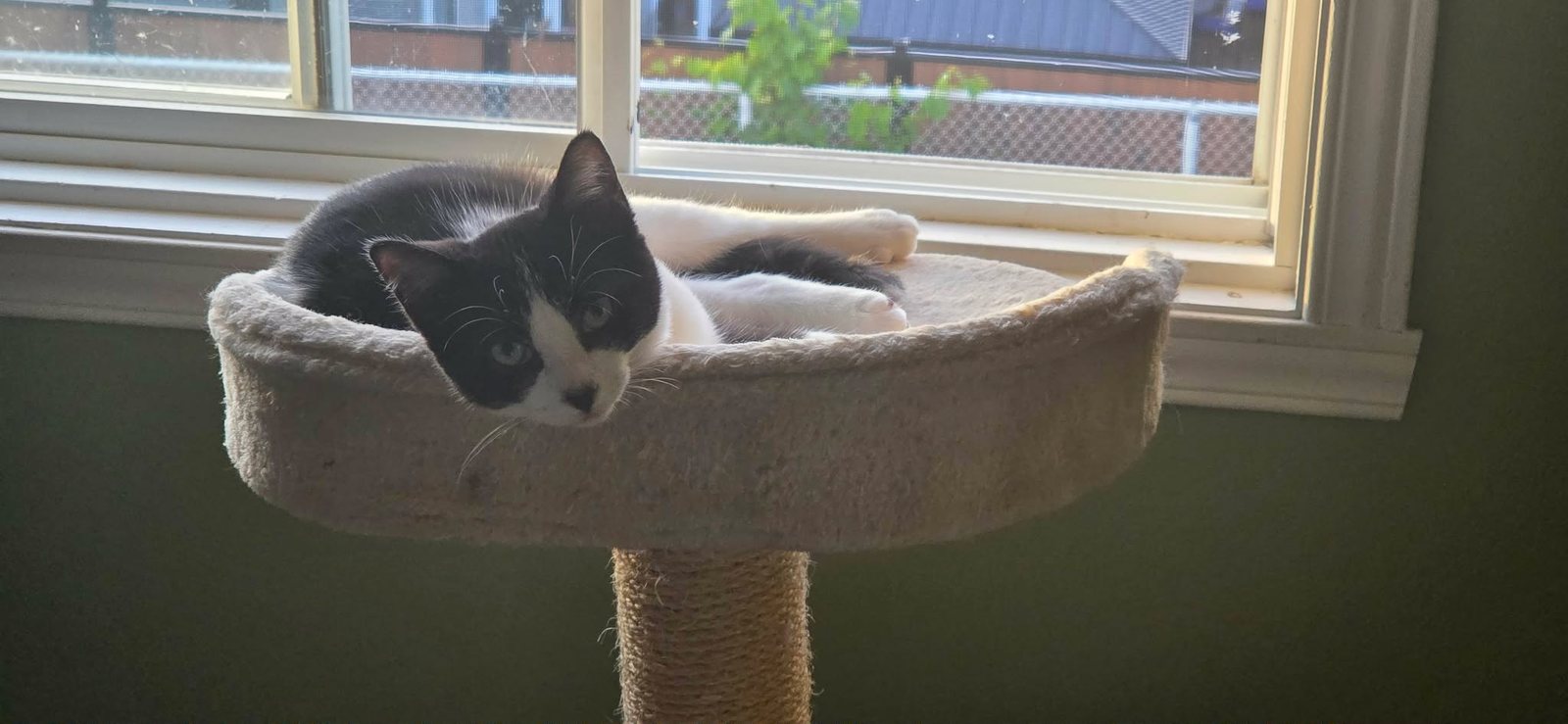 Relaxing in the window bed