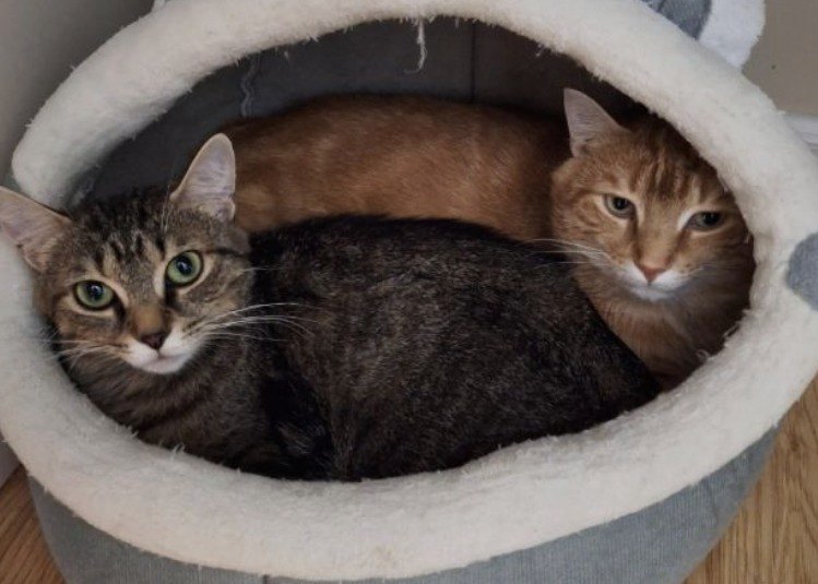 Brandy and Opie, a bonded pair from the South Shore Colony