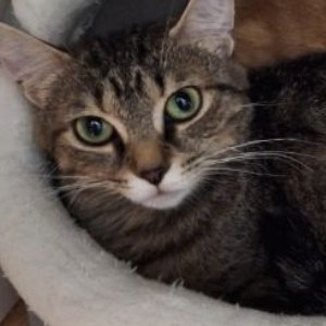 Brandy, a brown tabby