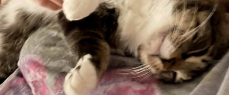 Butters, a brown tabby and white cat, being cuddled