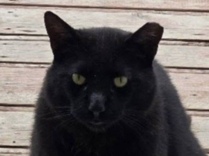 Figaro
