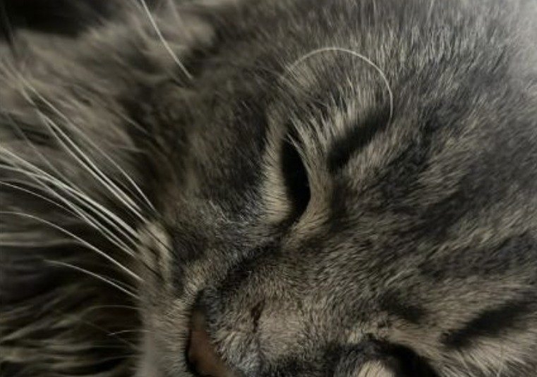 Gandolf, a grey tabby, sleeping