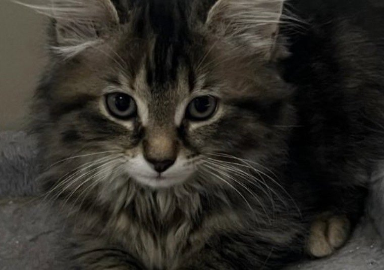 Ivy, one of Brandy's kittens