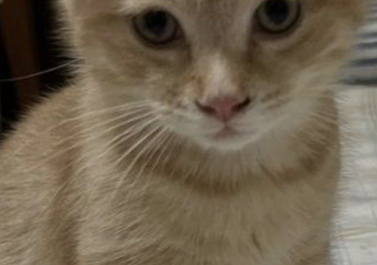 Jasper
