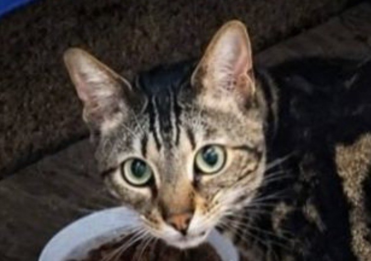 Lila, a young brown tabby