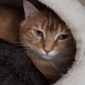 Opie, an orange tabby