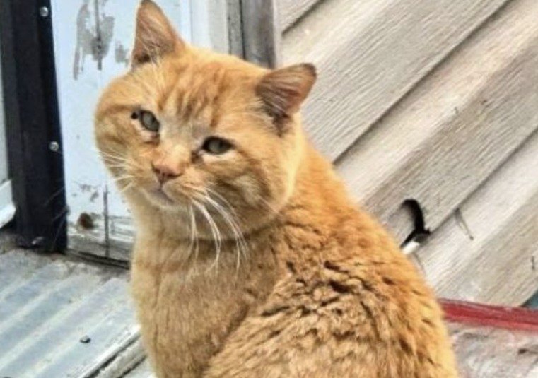 Teeg, an orange tabby