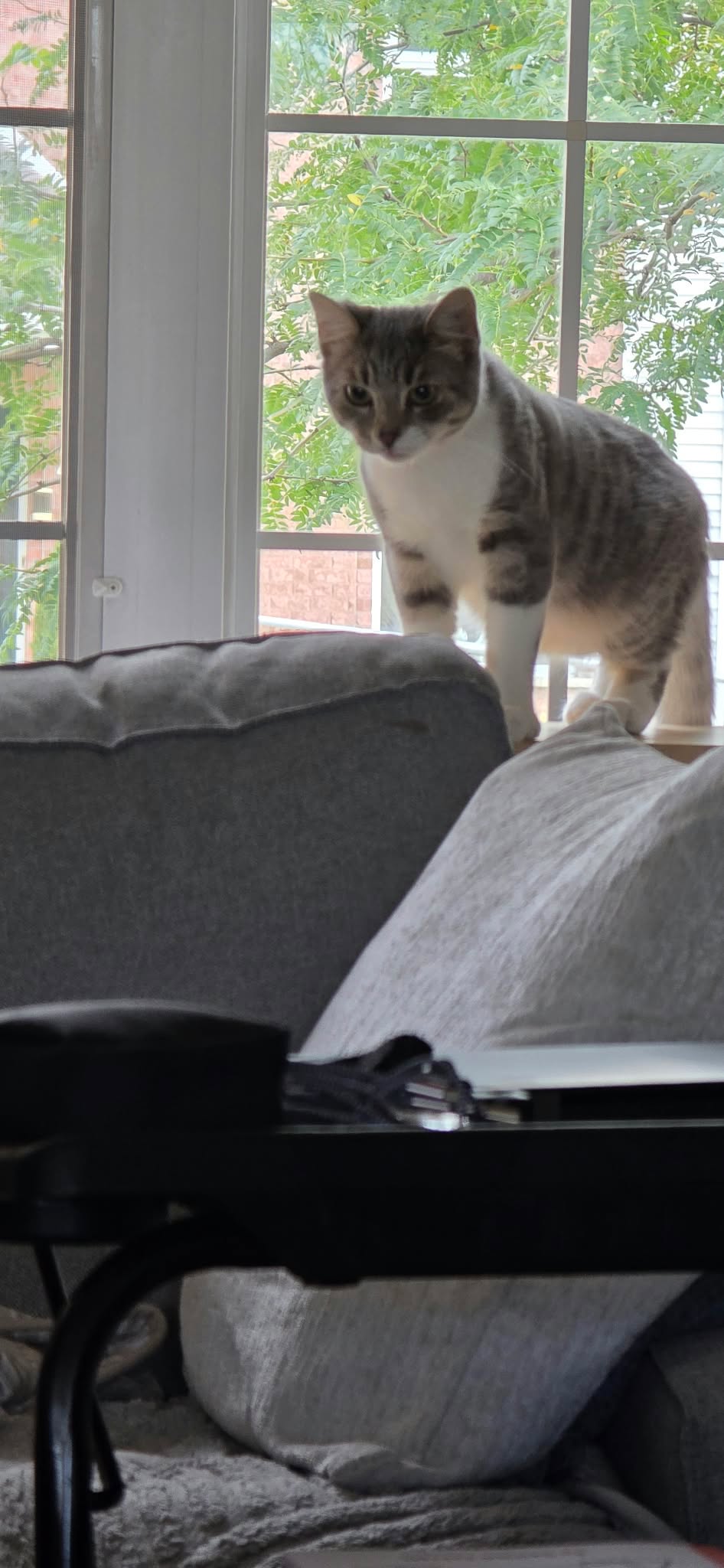 Maverick, a grey tabby-and-white kitten, by a window